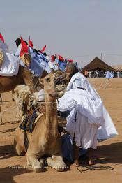 Image du Maroc Professionnelle de  Des hommes du désert s’apprêtent à une course de chameaux organisé dans un site désertique sur lequel la ville de Tan Tan a toujours accueilli la majorité des tribus et des grandes familles nomades du désert lors d'un grand Moussem, Samedi 7 Septembre 2013. Le festival parrainé par l'UNESCO rassemble des milliers de nomades du Maroc. (Photo / Abdeljalil Bounhar)